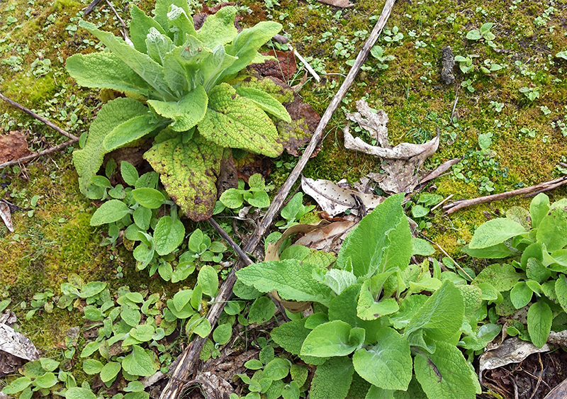  Infant plant prior to flowering. 