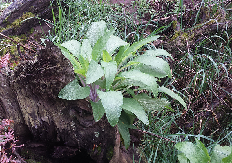  Foxglove - remove from the root and leave in situ. 