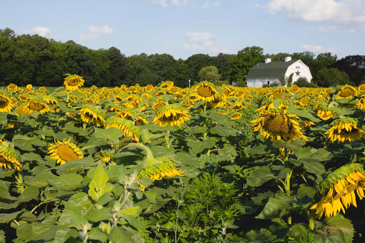 (Fields of sunflowers at The Inn at Huntingfield Creek )