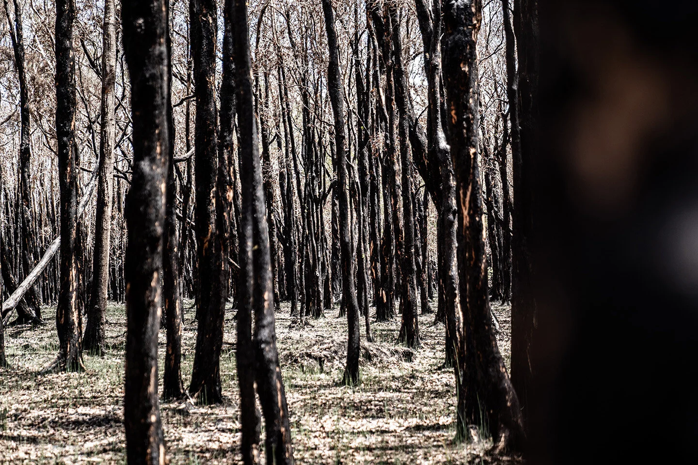 THE IRONMAN Foundation Launches Australian Bushfires Humanitarian Relief Campaign