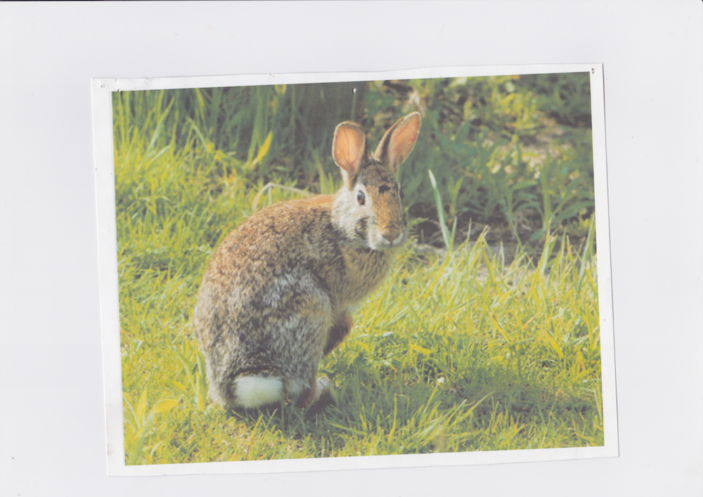  Rabbit   Printed 2015 Scanned October 2018 