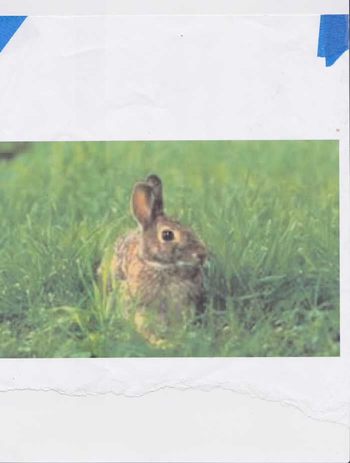  Rabbit   Printed 2016 Scanned October 2018 