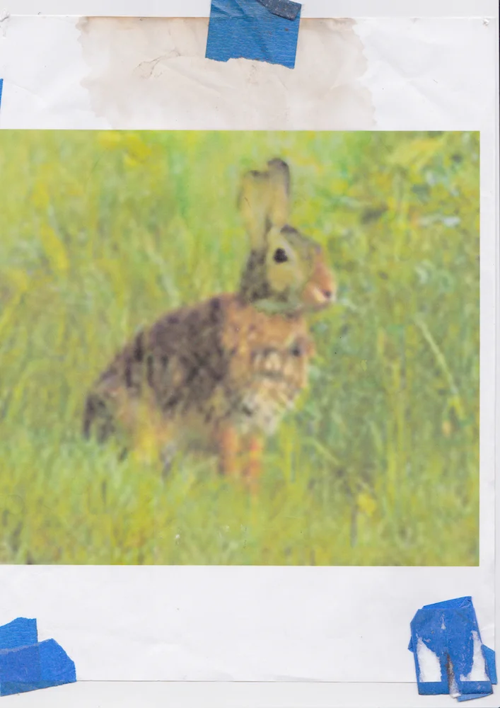 Rabbit Printed 2015 Scanned October 2018