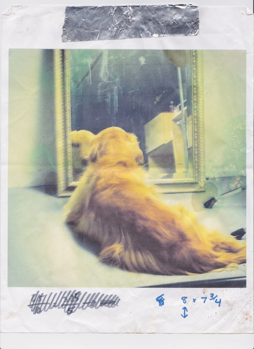  Karen’s partner’s dog Ruby staring at herself in the mirror  Printed 2014 Scanned 2017 