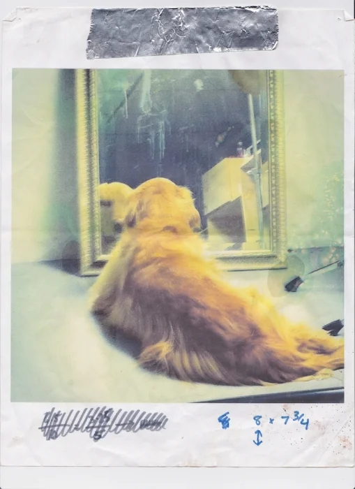 Karen’s partner’s dog Ruby staring at herself in the mirror Printed 2014 Scanned 2017