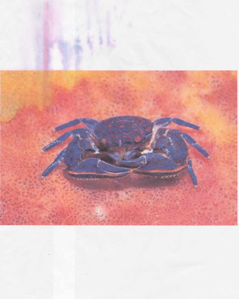  Spider Crab Printed 2015 Scanned October 2018 