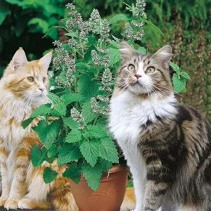 catnip.jpg