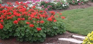 geranium.jpeg