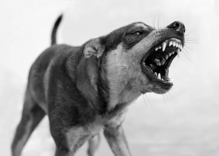 Metro Detroit Dog Bite Attorney