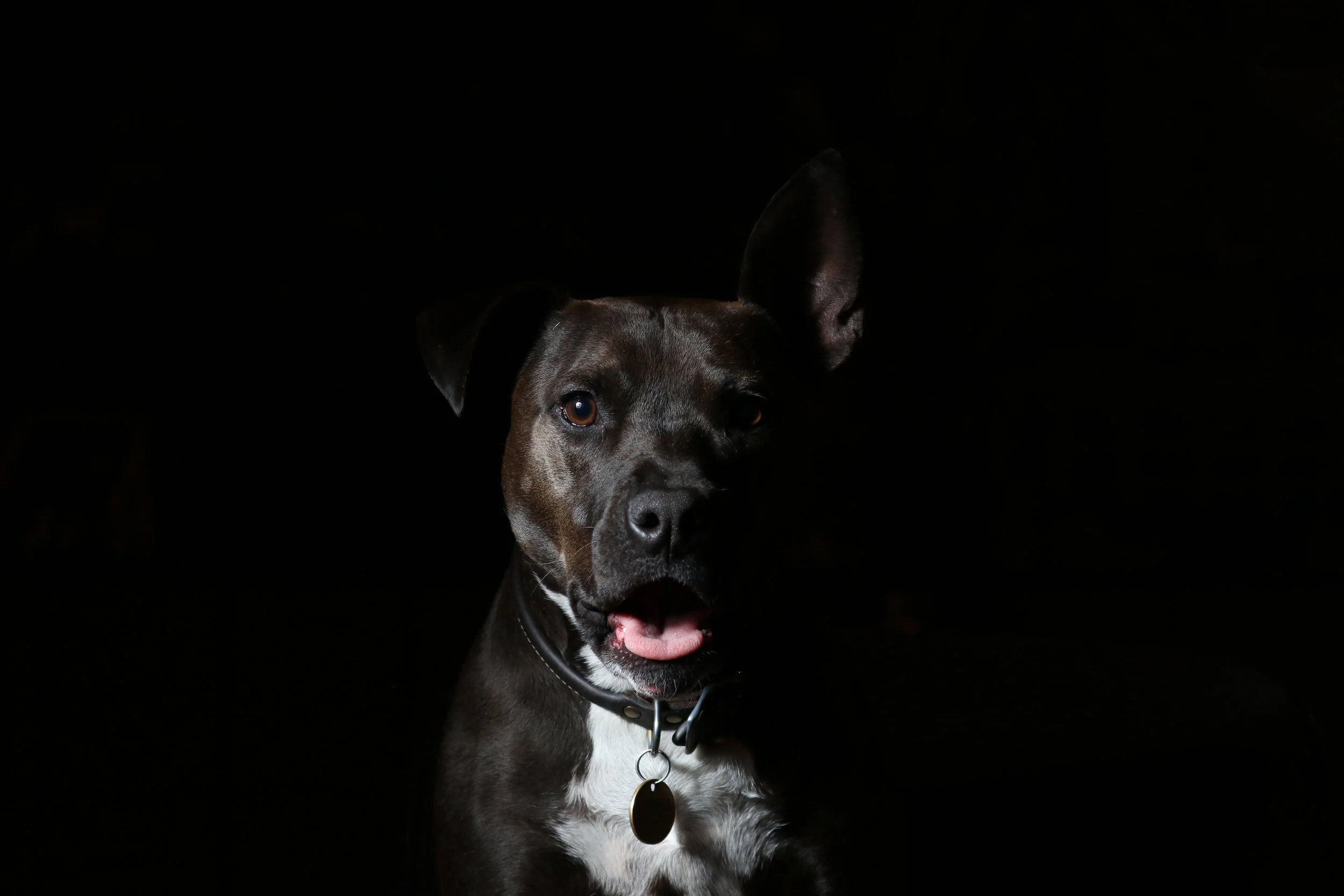Who Are The Proper Defendants In Michigan Dog Bite Attacks?