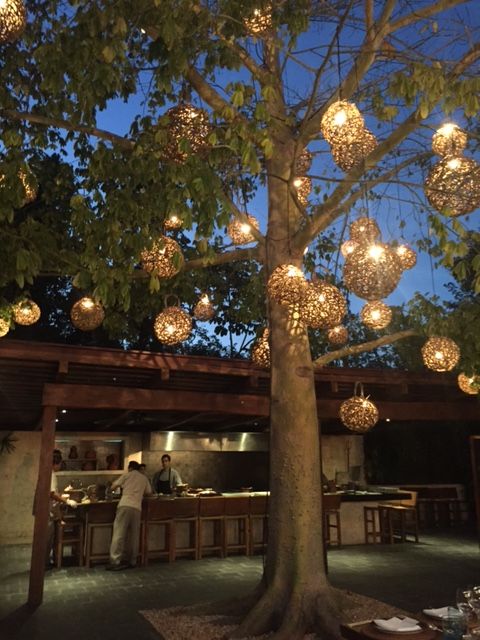 A Magical Night under La Ceiba Tree 