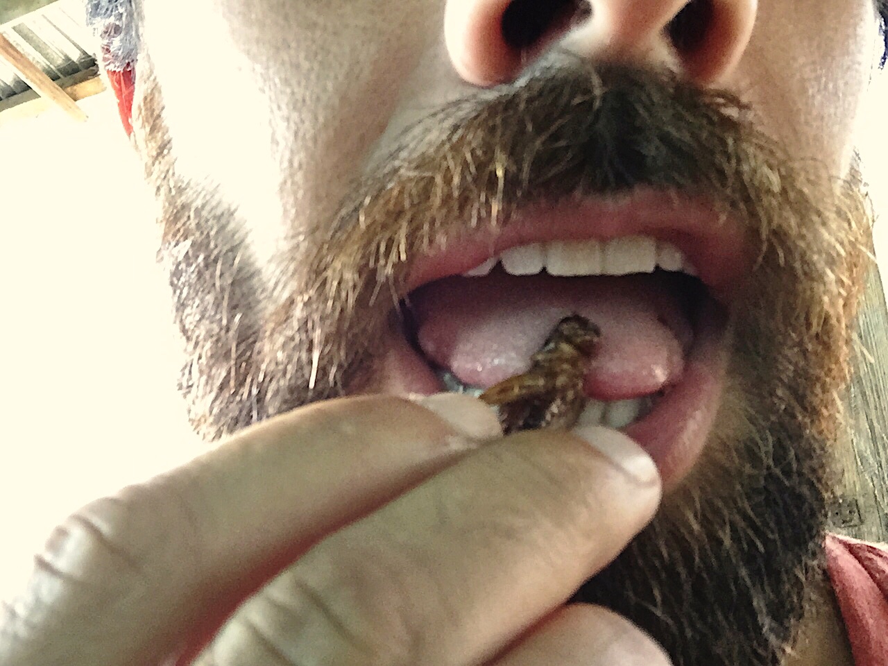 No way it was those 30 crickets I ate.