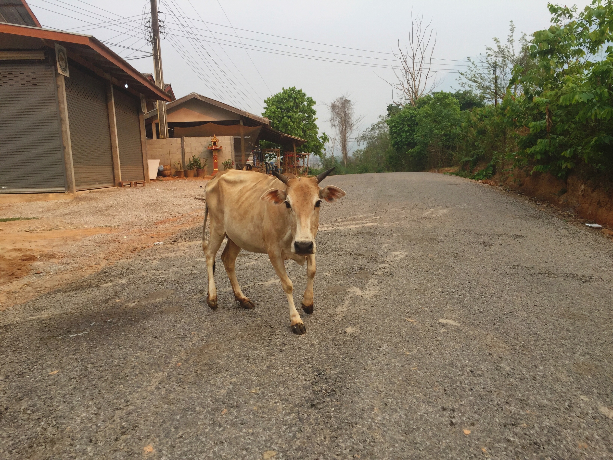 Just about the worst traffic you'll see in Laos