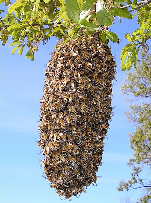  Spring swarm ball