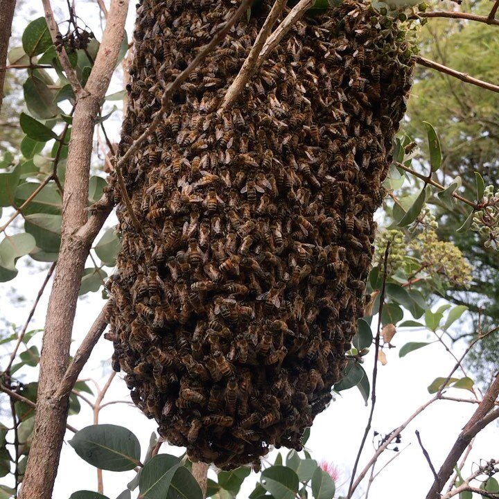 Swarm story part 2- Kula
It&rsquo;s a celebration! If you were sad for my post about the swarm that got hosed,  you&rsquo;ll be pleased to know that they pulled through. After a rough start they managed to regroup the next day, and I brought them hom