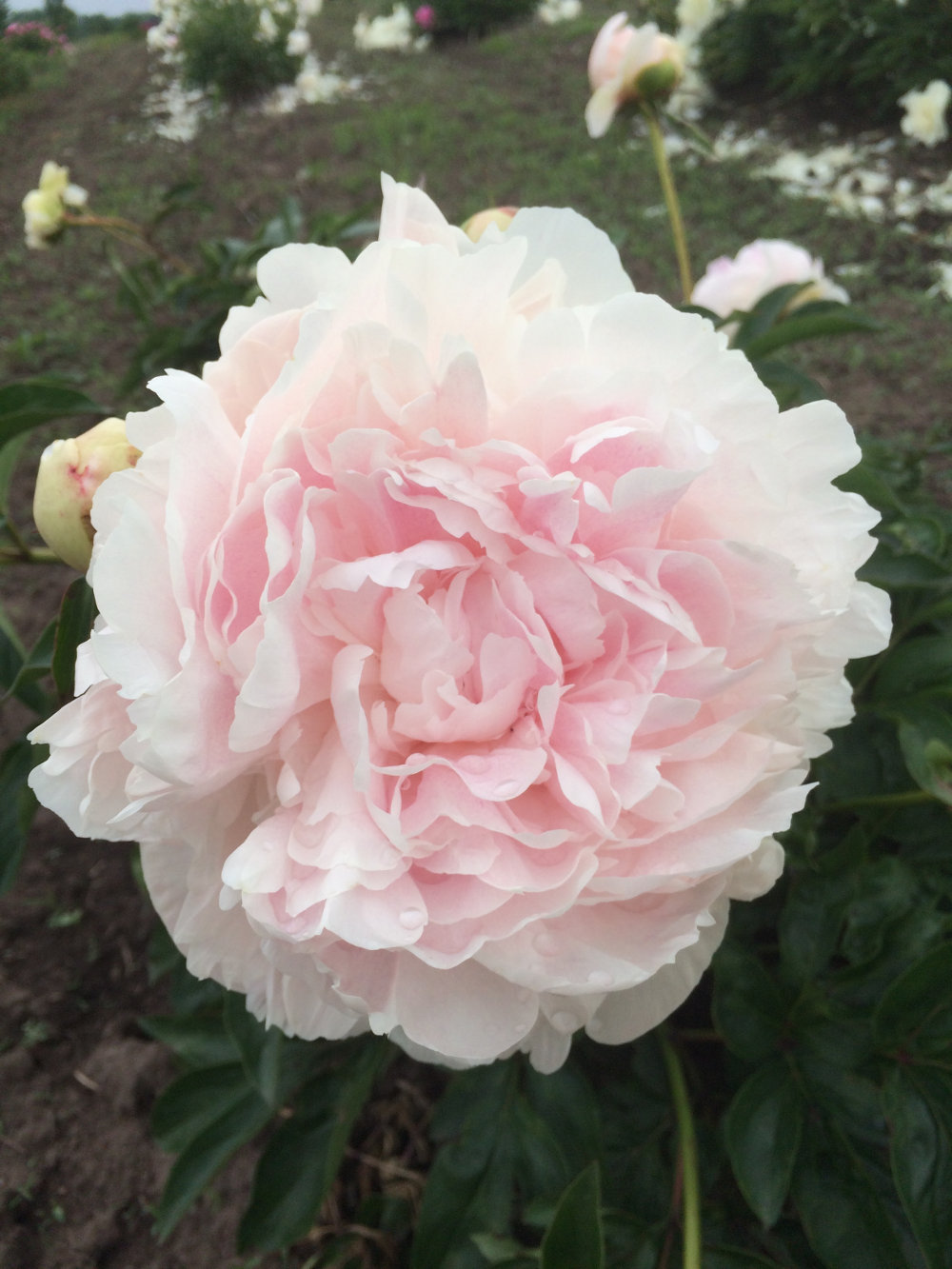 超特価通販 Peony ☆様専用❤︎の通販 by sandbar|ラクマ projectgolf.org