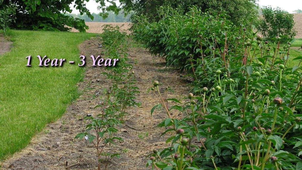 One and Three Year Old Planting