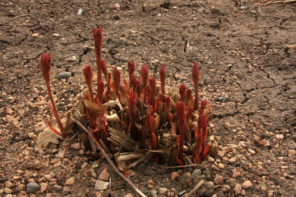Emerging Mature Peony Bush