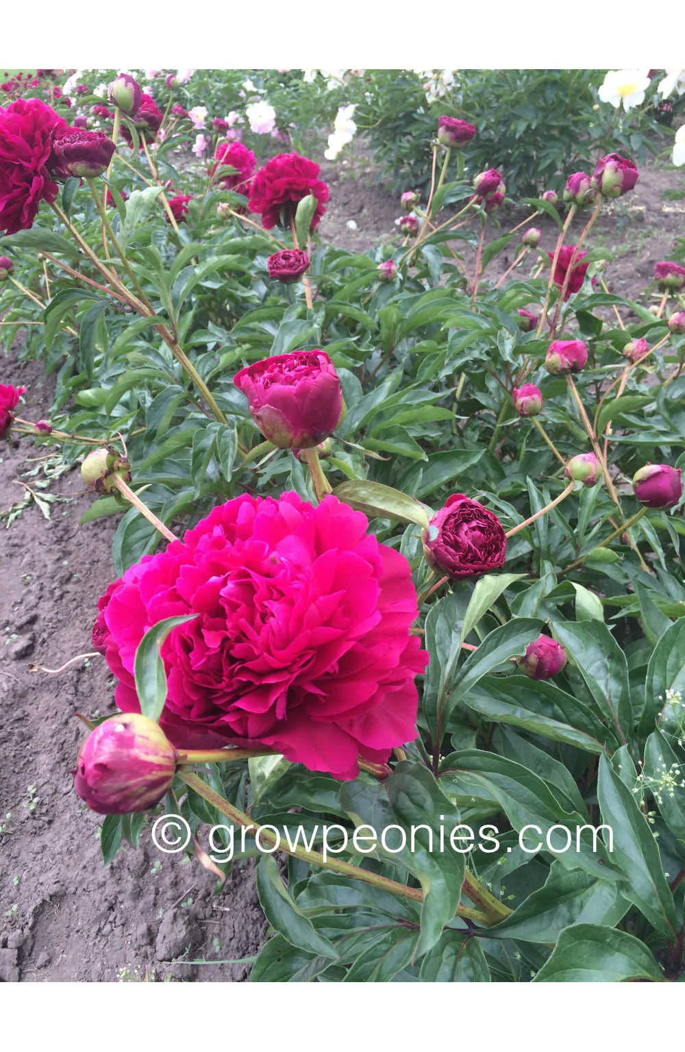 accent-peony-flower-field.jpg