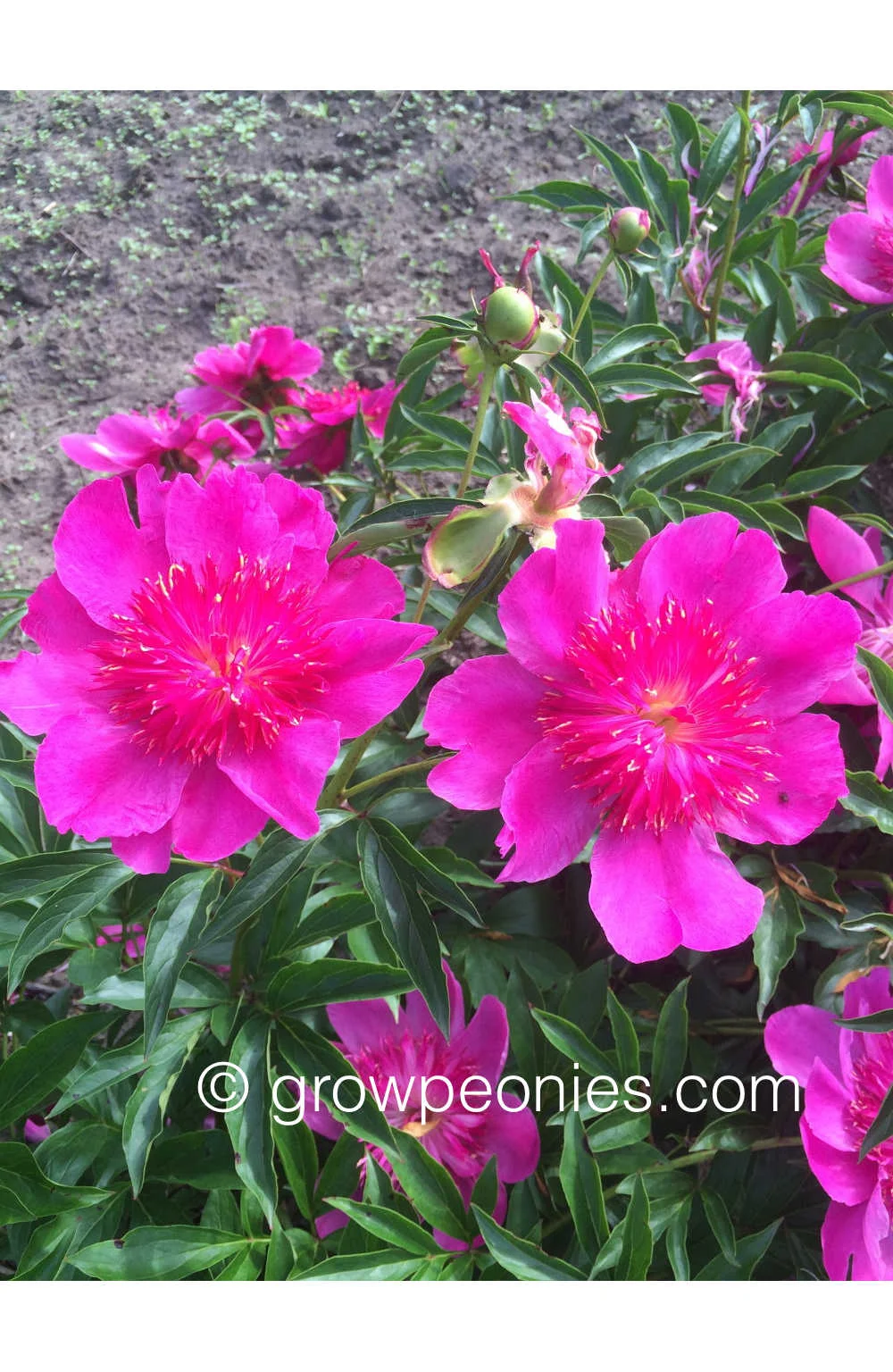 easy-lavender-peony-flower.jpg