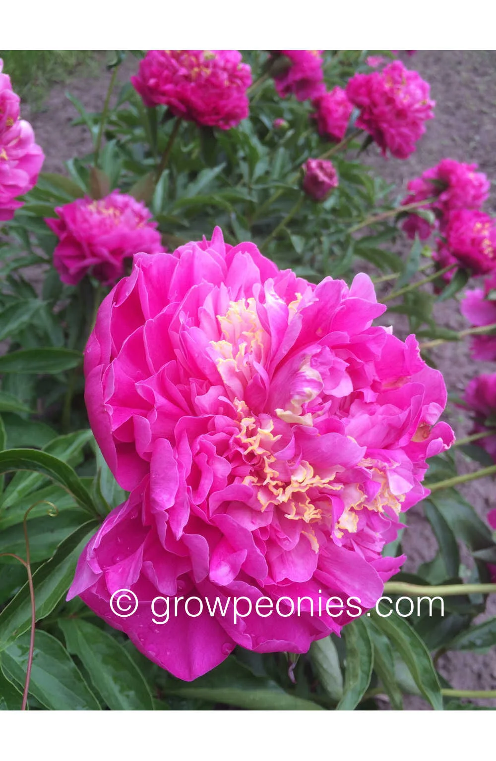 feather-top-peony-flower.jpg