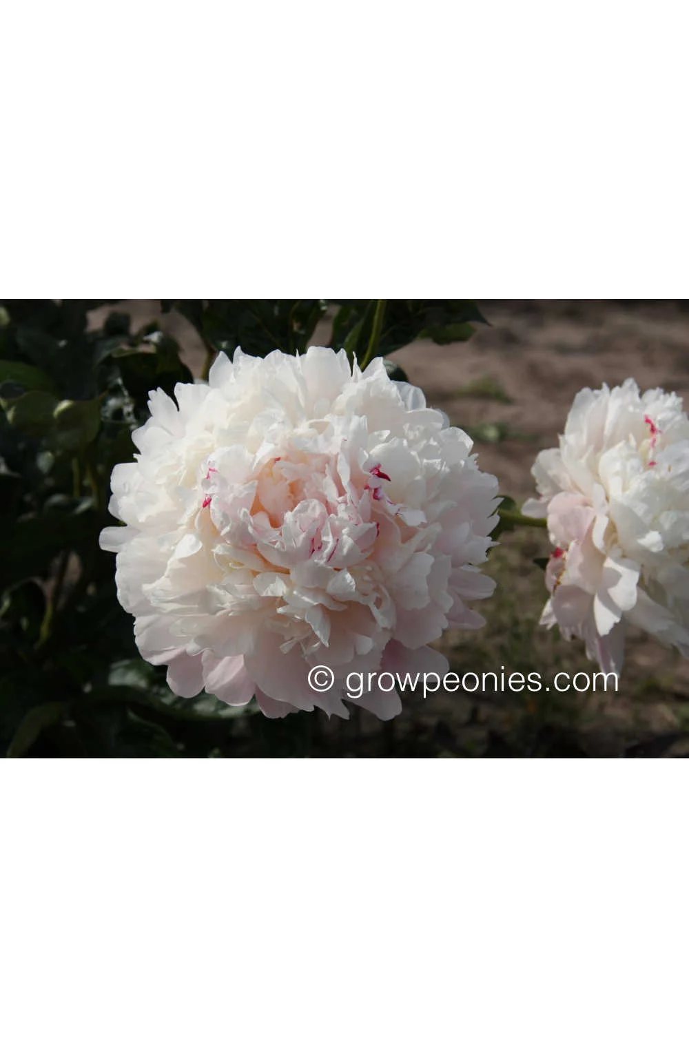 norma-volz-peony-flower.jpg