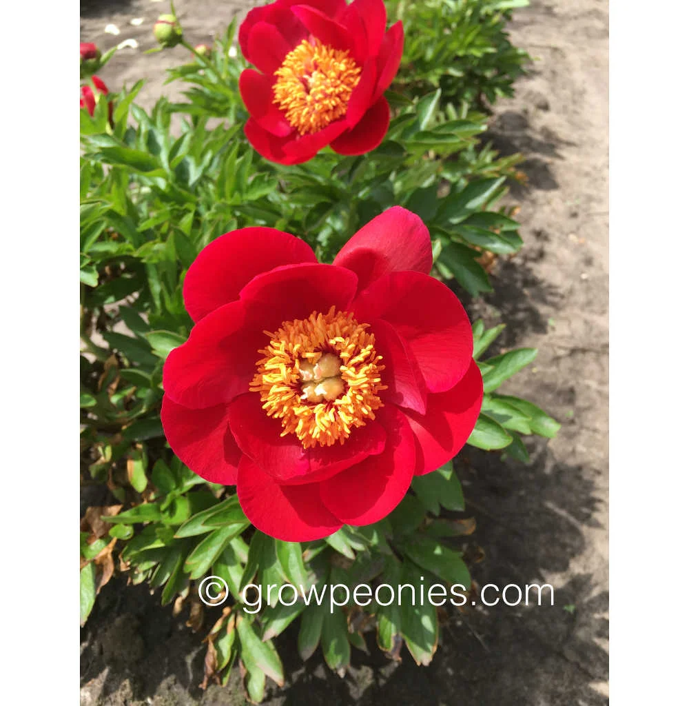 fairy-princess-peony-flower-close-up.jpg