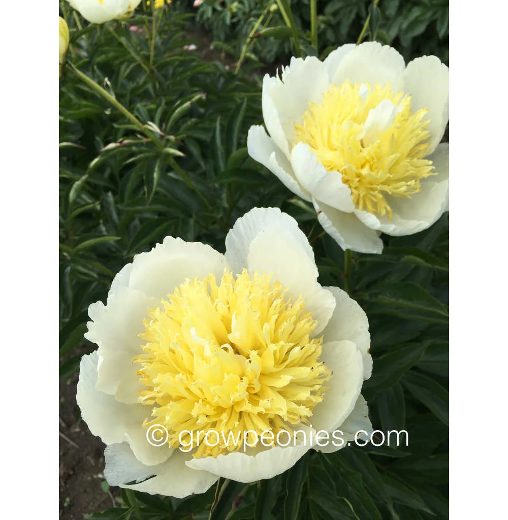 faribo-gold-peony-flower-bush.jpg