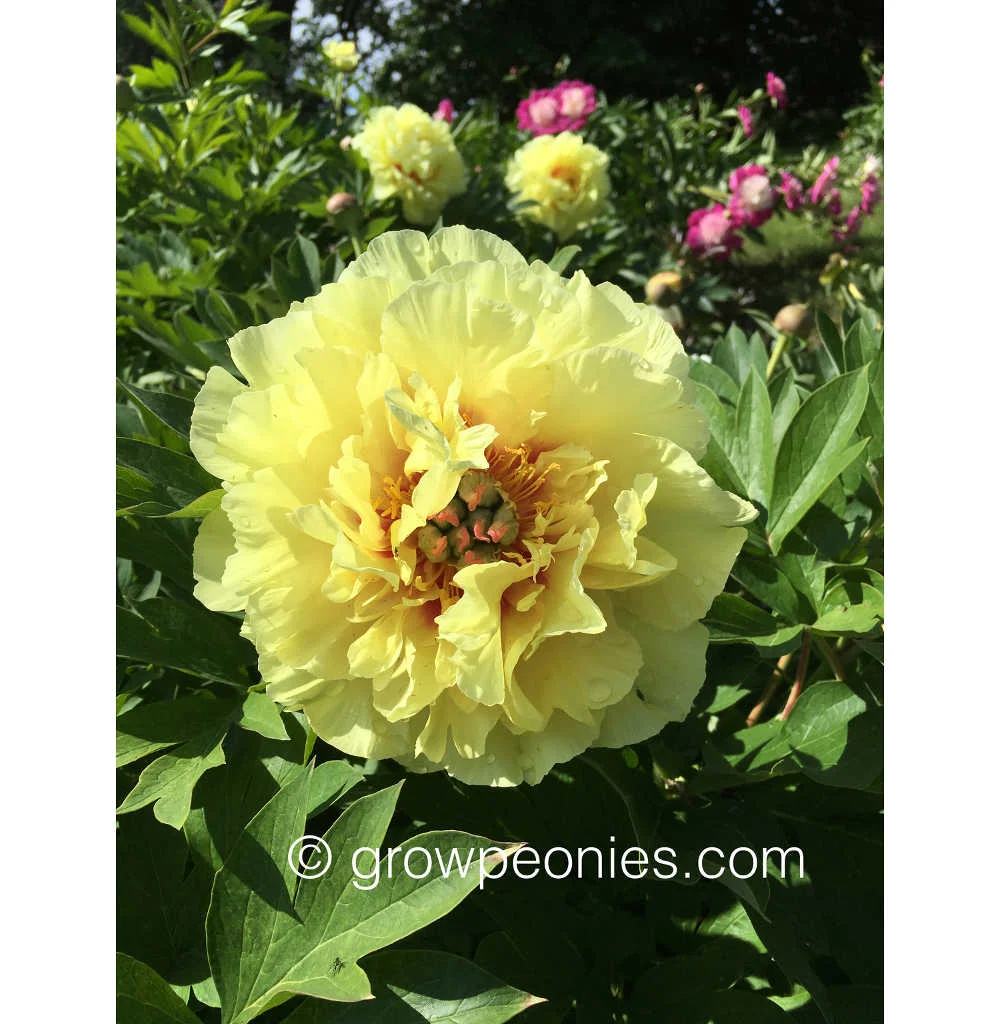garden-treasure-peony-flower-double.jpg