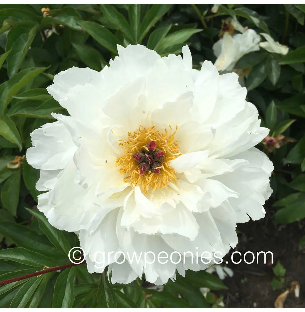minnie-shaylor-flower-close-up.jpg