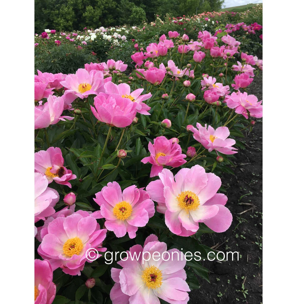mischief-peony-flower-field.jpg