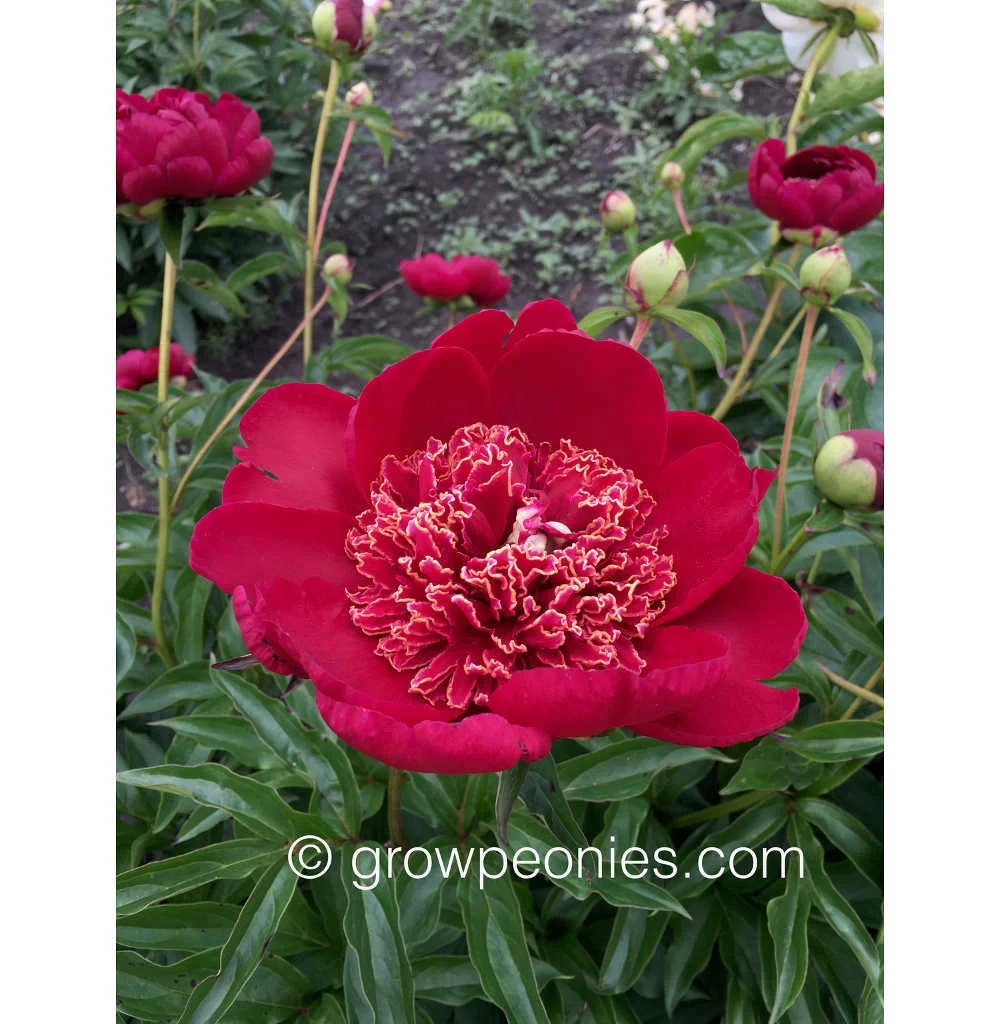 tish-peony-flower-close-up.jpg