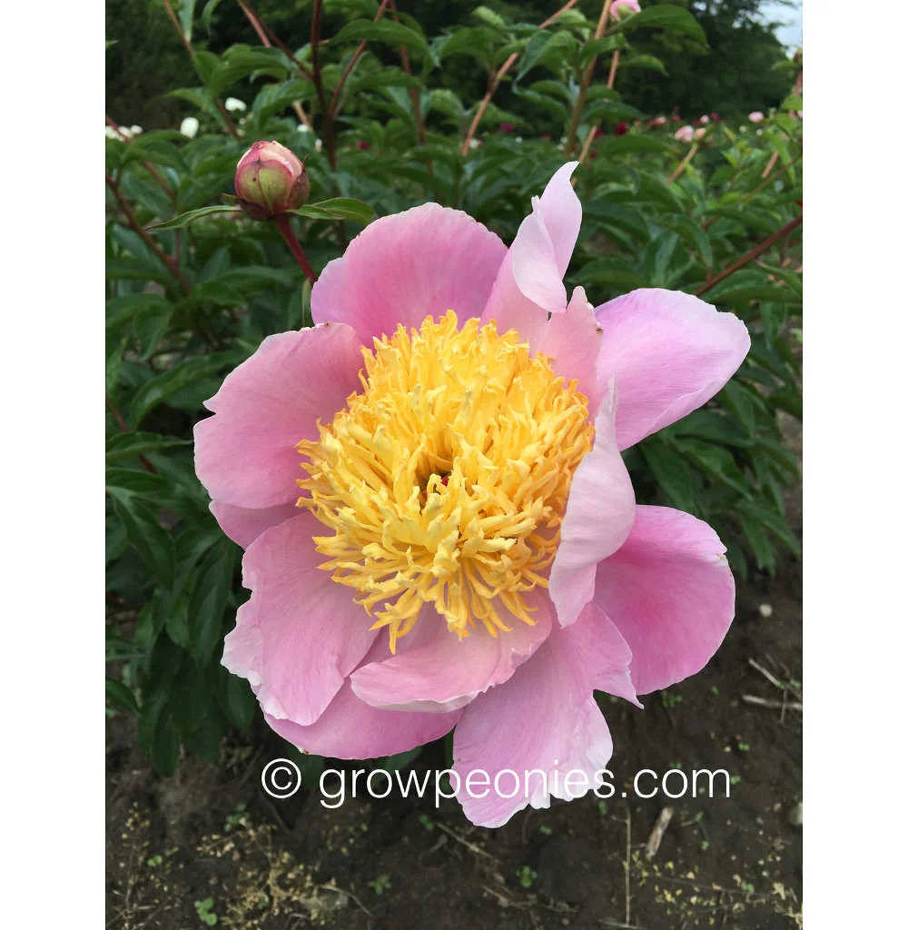 westerner-peony-flower-form.jpg