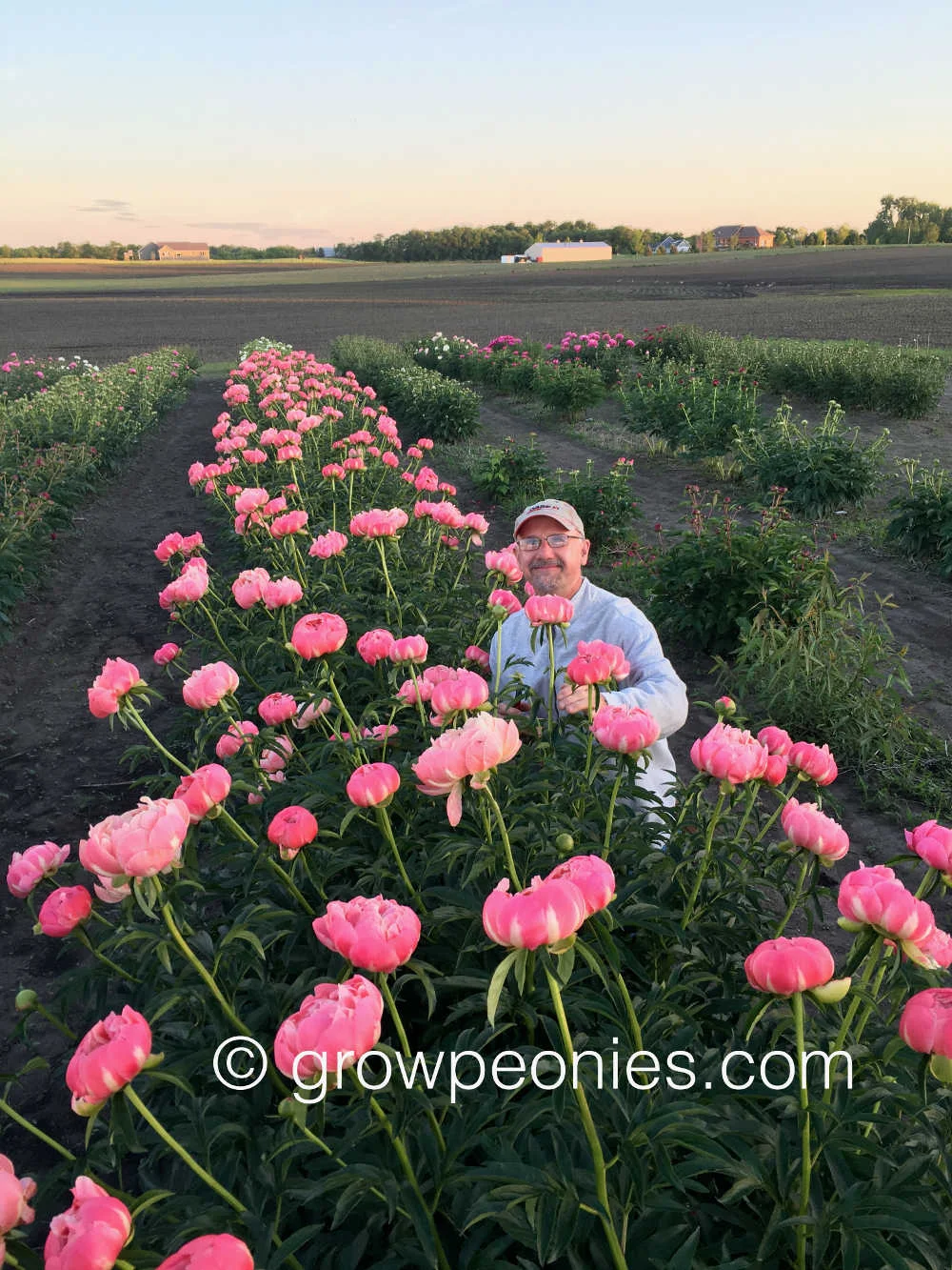 coral-charm-peony-flower-field-block-guest.jpg
