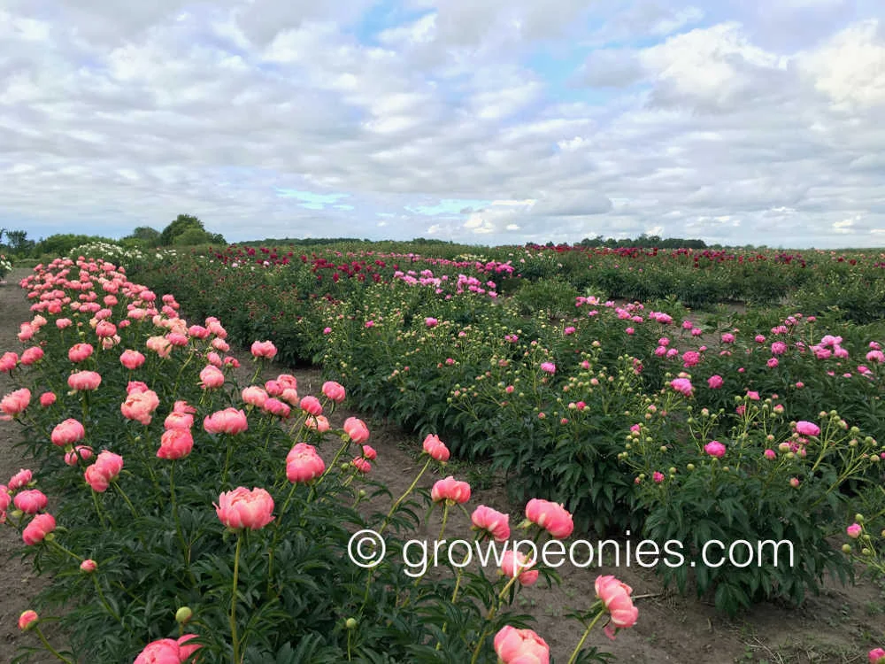coral-charm-peony-flower-field-block.jpg