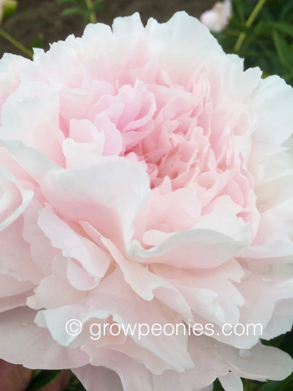 lottie-dawson-rea-peony-flower-enlarged.jpg