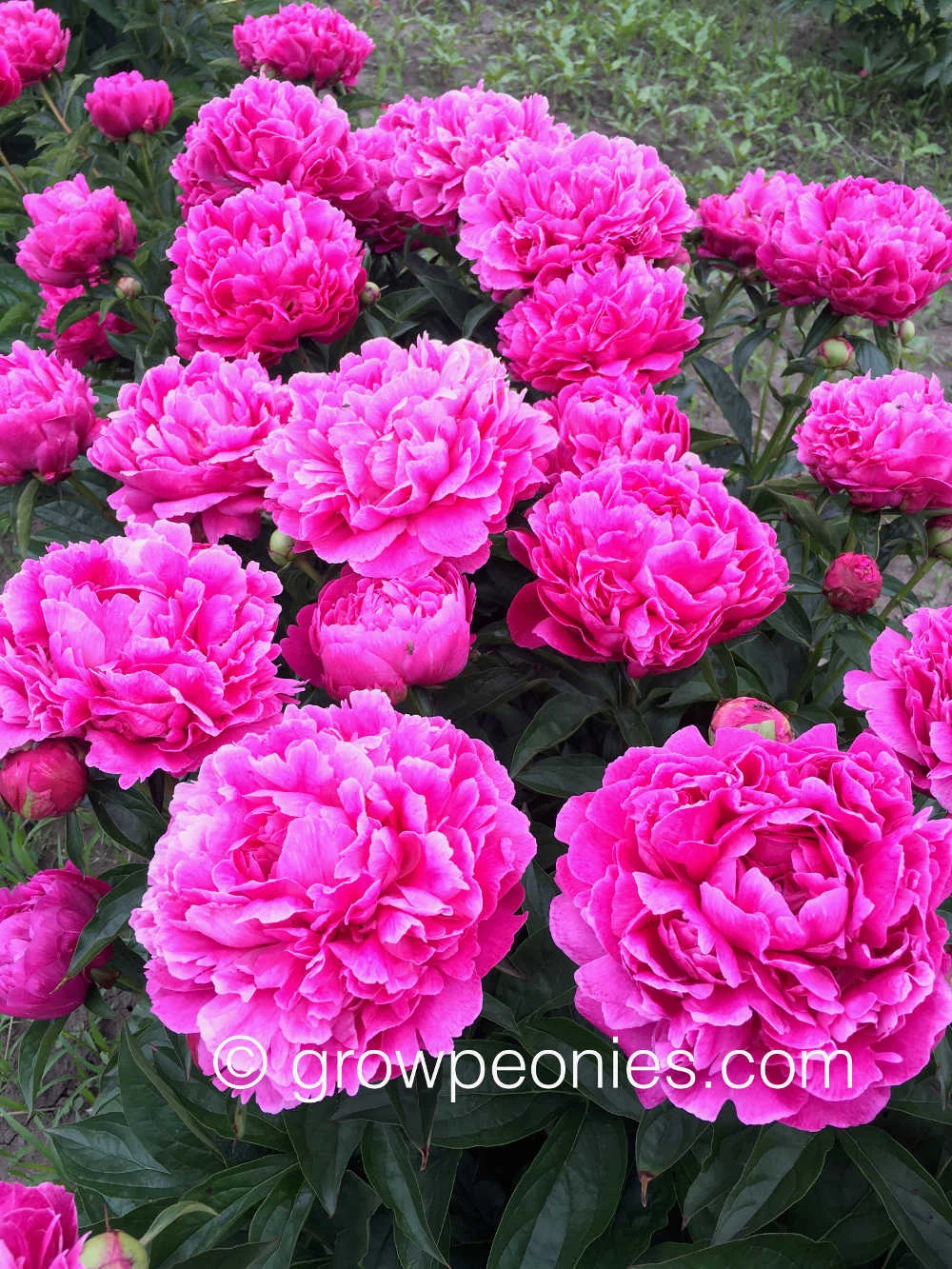 wilford-johnson-peony-flower-mass-row.jpg