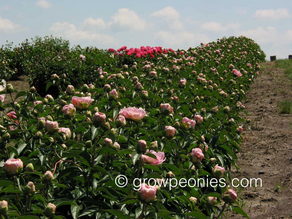 do-tell-peony-opening-buds.jpg