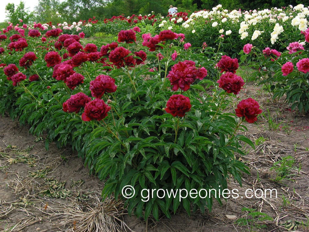 edward-f-flynn-peony-flower-field-row.jpg
