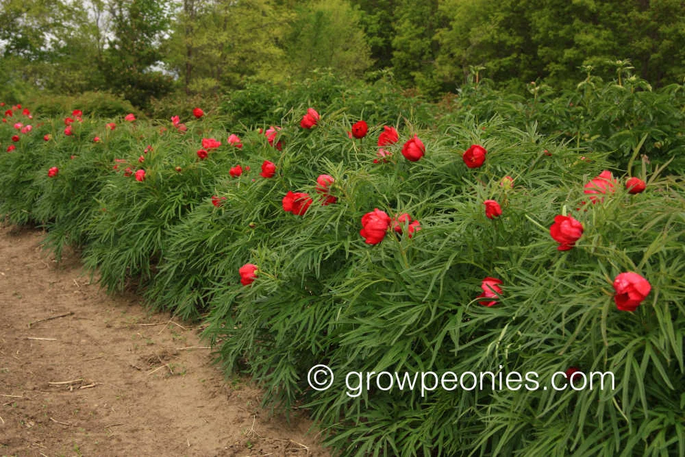 little-red-gem-peony-flower-field-row.jpg