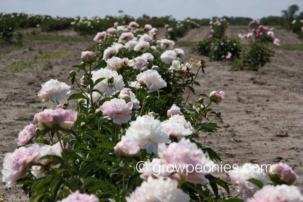 moonstone-peony-field-row.jpg