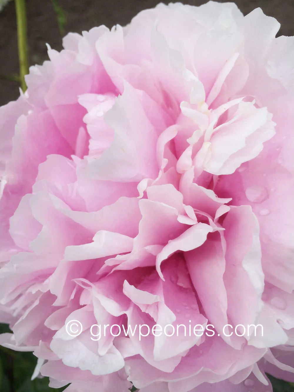 myra-macrae-peony-flower-enlarged-close-up.jpg