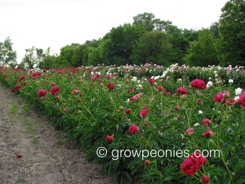 paul-m-wild-peony-flower-field-row.jpg