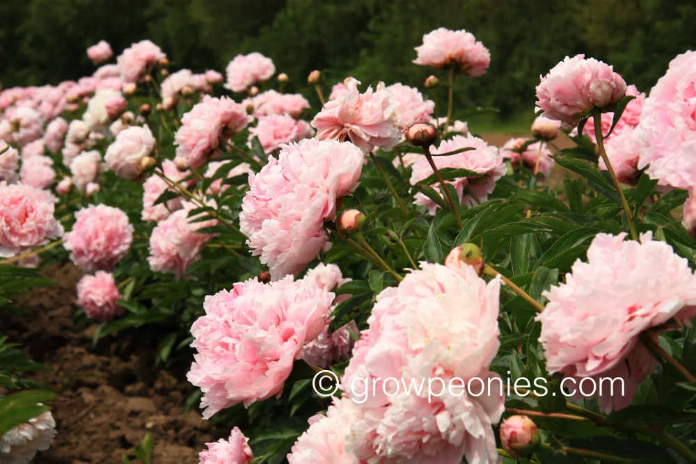 sarah-bernhardt-peony-flower-row.jpg