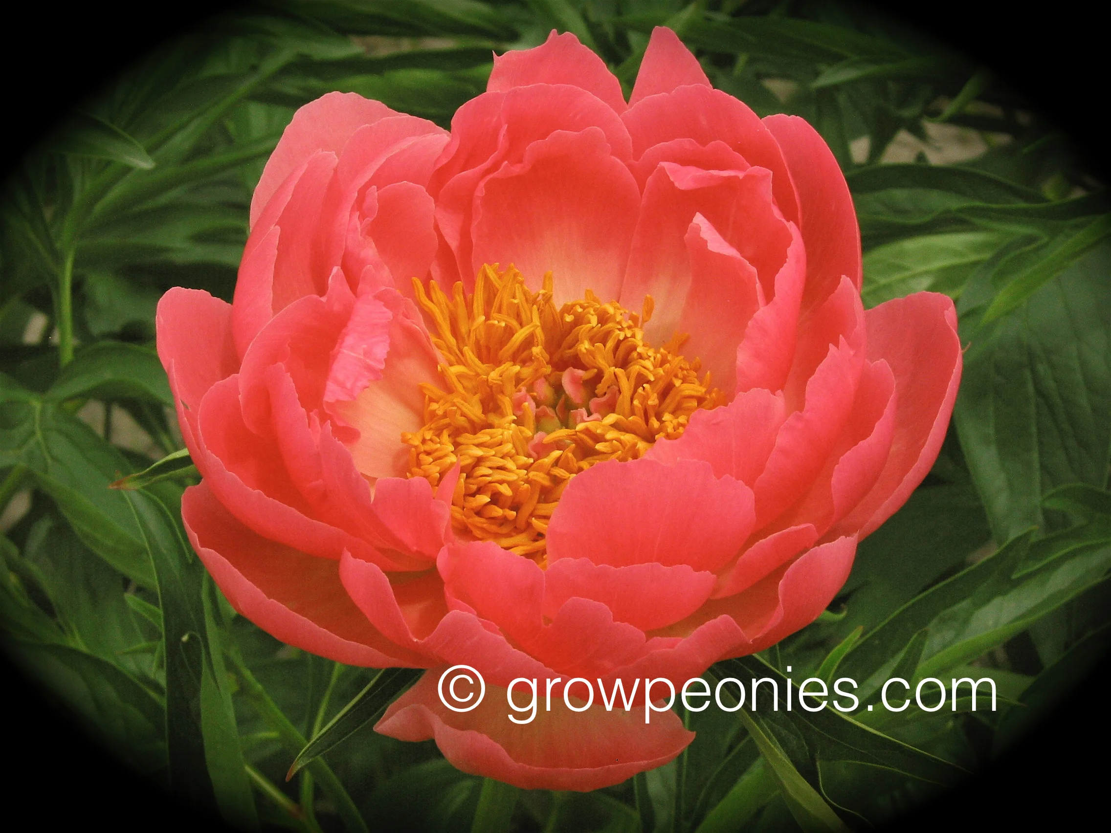 coral-charm-peony-flower-enlarged.jpg