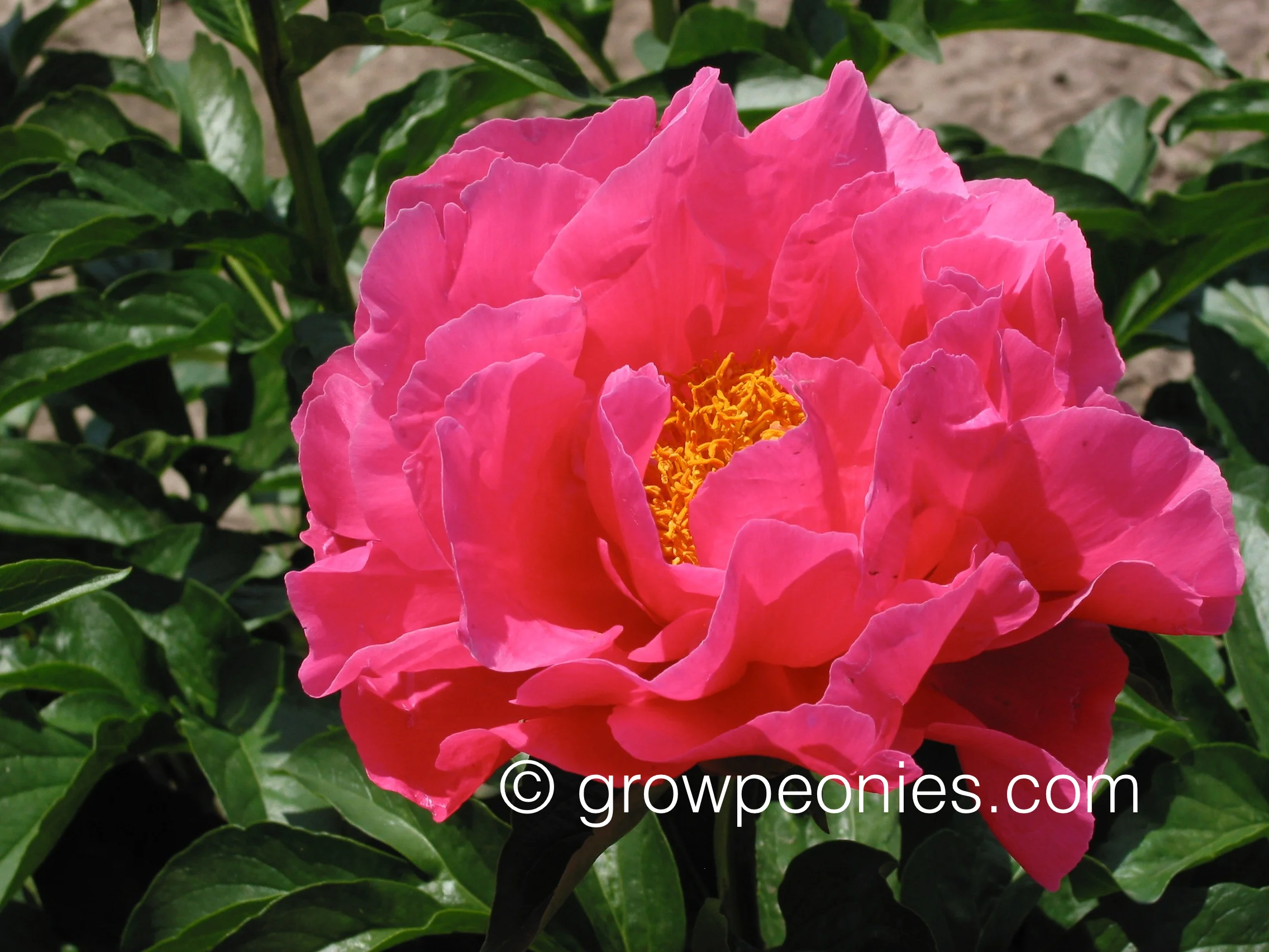 paula-fay-peony-enlarged-blossom.jpg