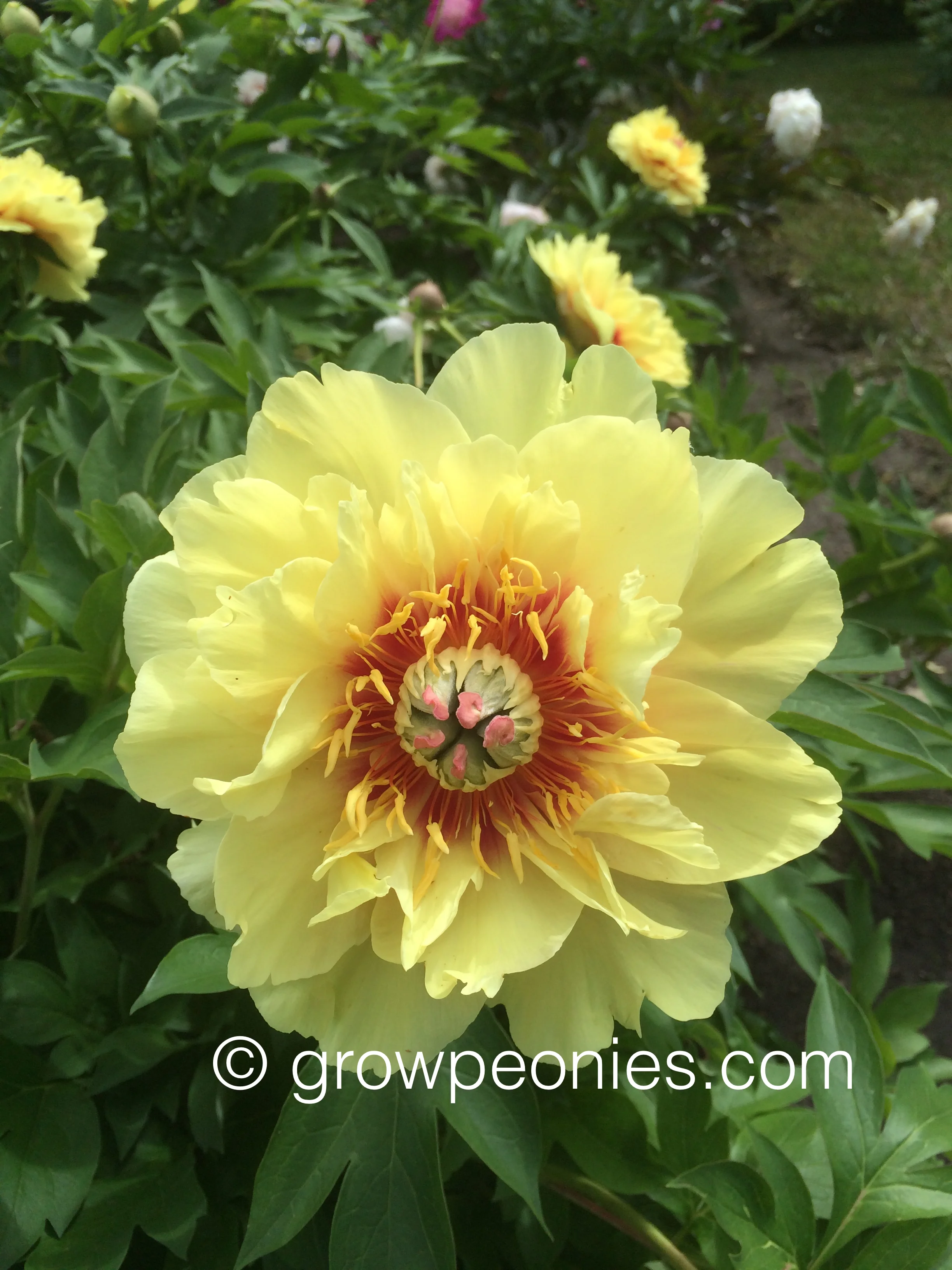 garden-treasure-yellow-peony-flower.jpg