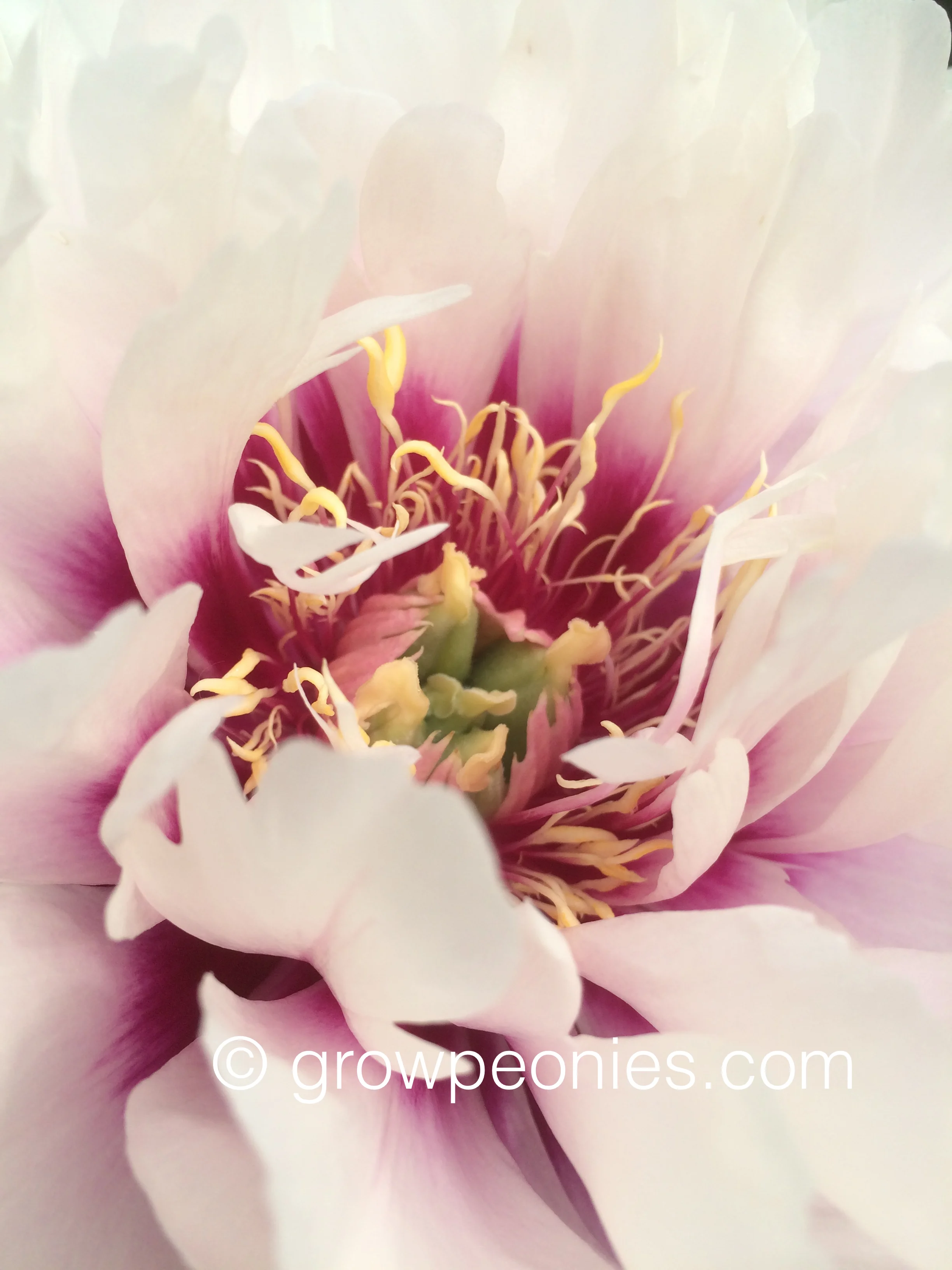 cora-louise-peony-plant-blossom-enlarged.jpg