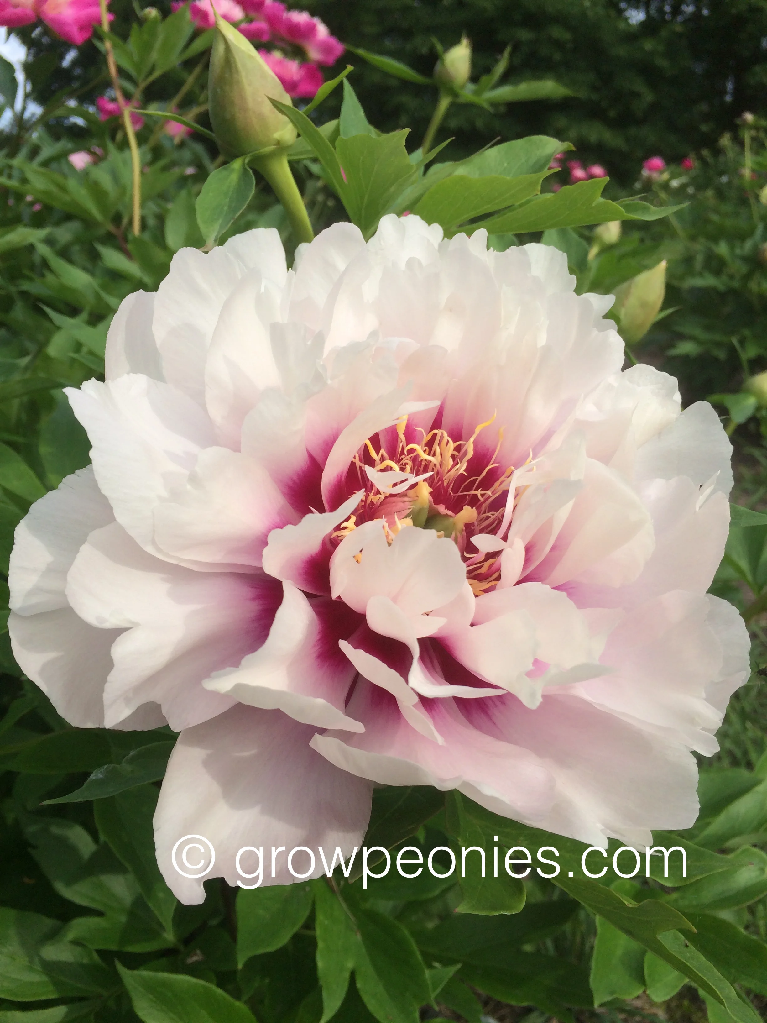 cora-louise-peony-flower-enlarged.jpg