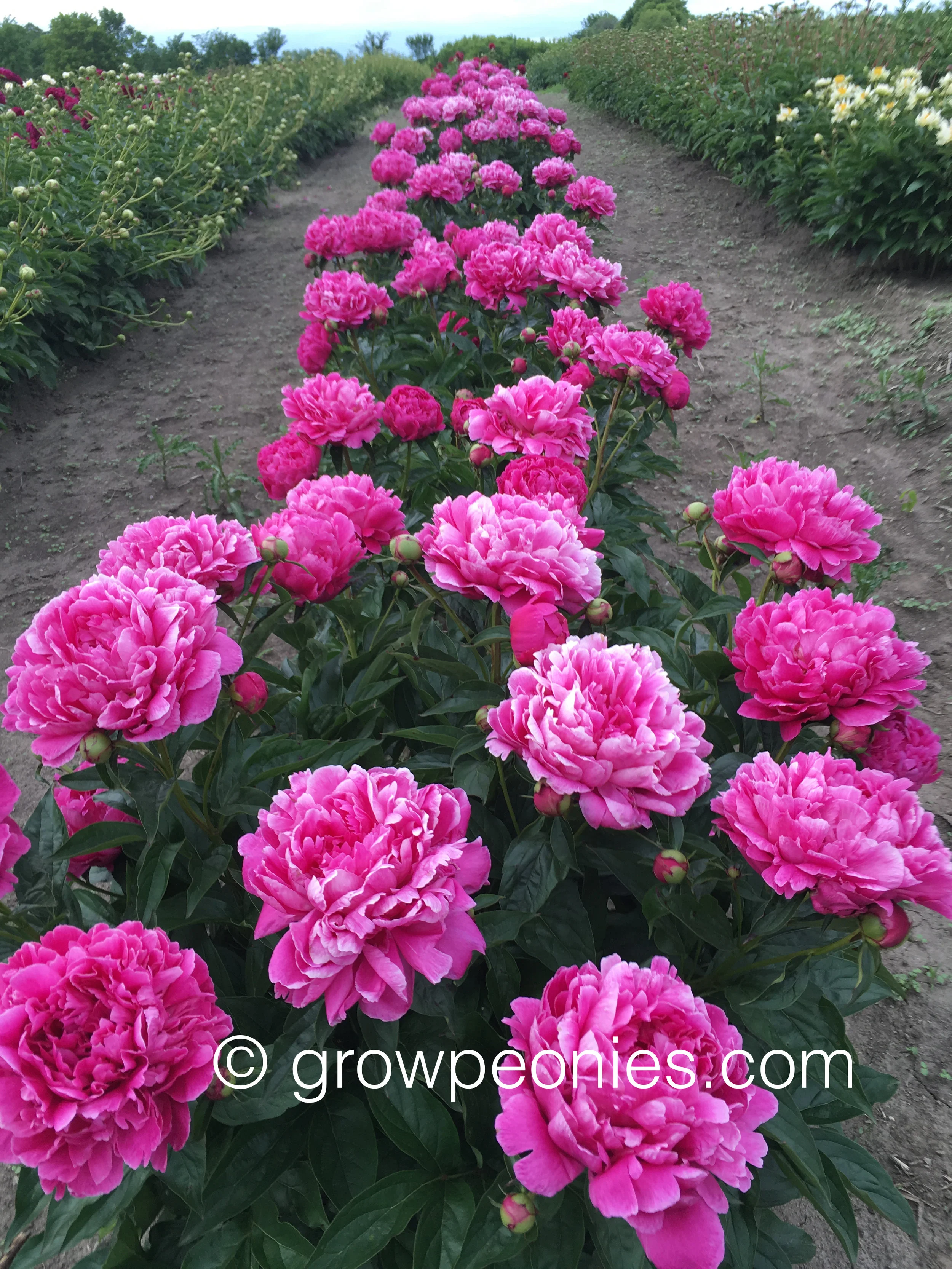 wilfor-johnson-peony-flower-row.jpg